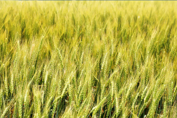 Agri Business & Farming